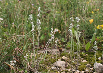 Acker-Filzkraut (Filago arvensis) - © Emanuel Trummer